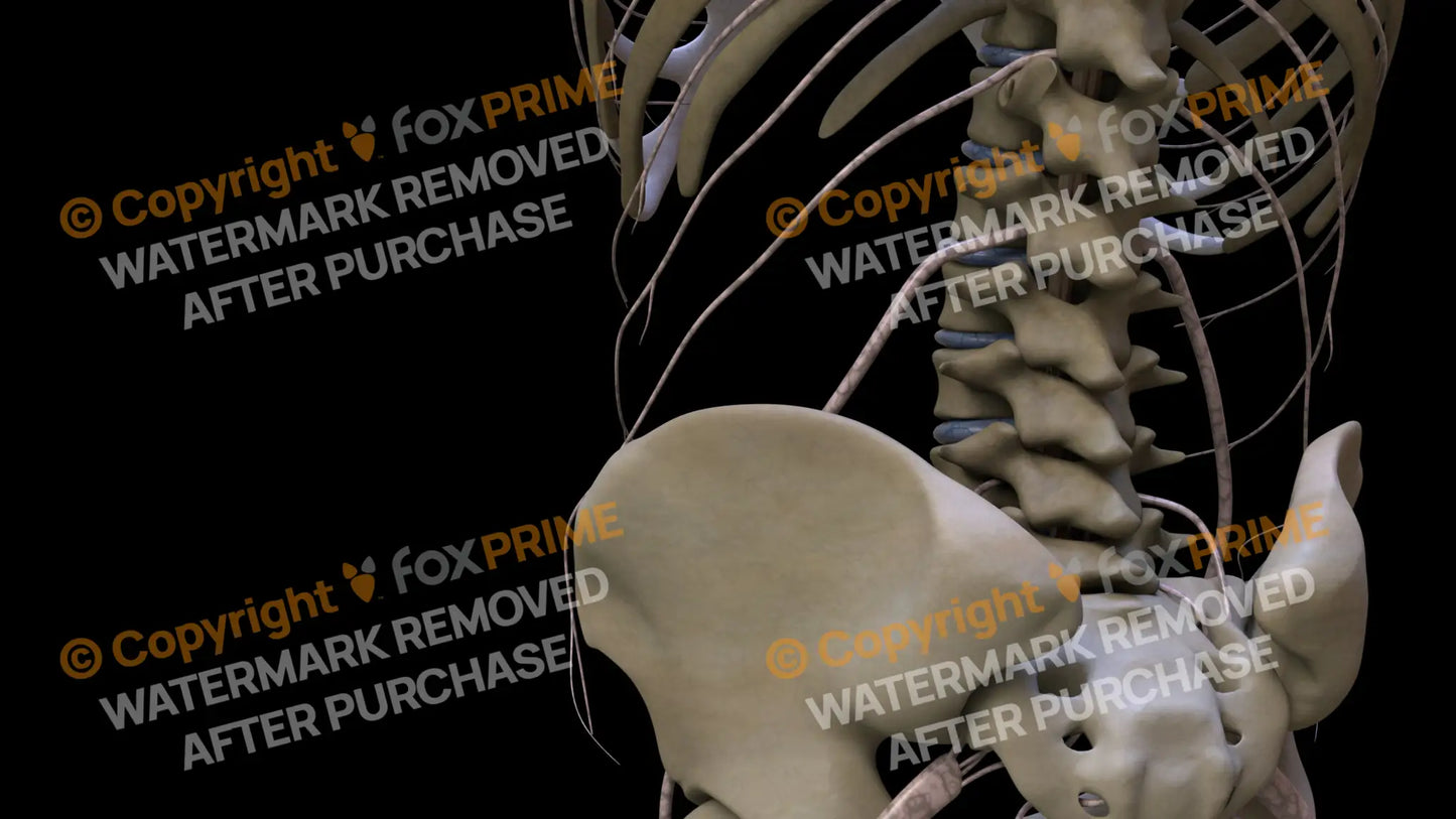 Nervous System Subcostal Nerve Left 2 Still Shot