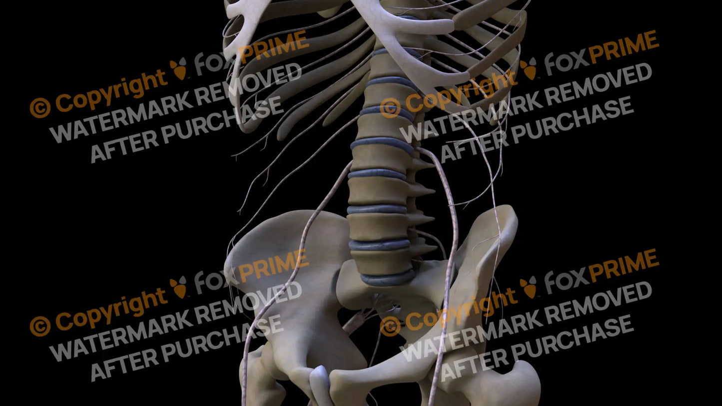 Nervous System Subcostal Nerve Left Still Shot