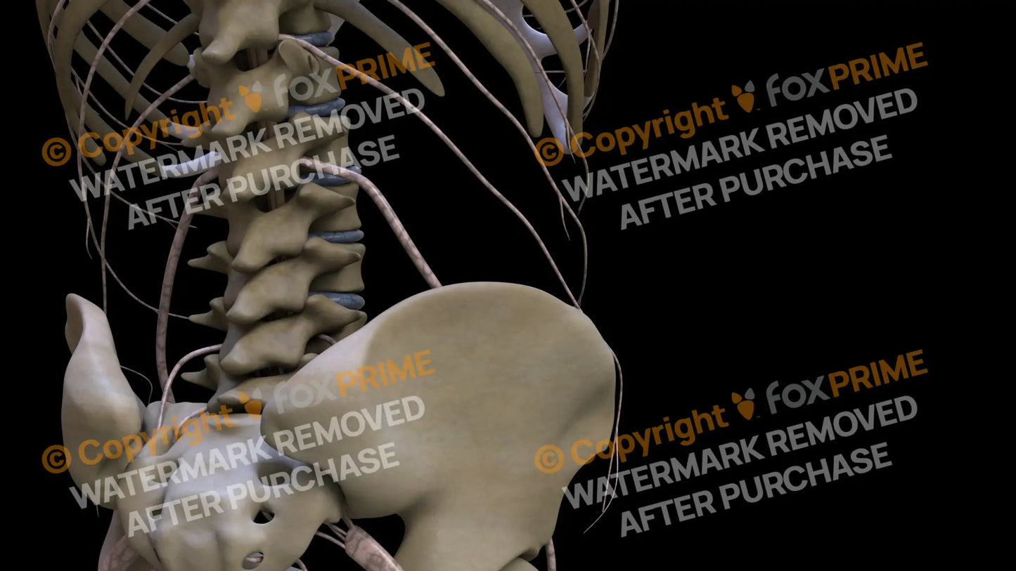 Nervous System Subcostal Nerve Right 2 Still Shot