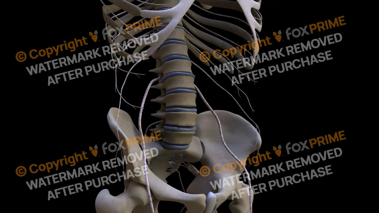 Nervous System Subcostal Nerve Right Still Shot