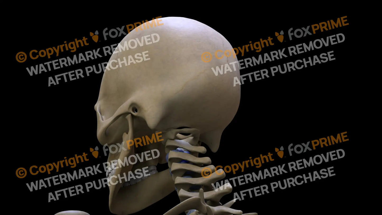 Occipital Bone 2 (Left) Still Shot