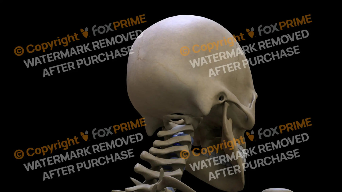 Occipital Bone 2 (Right) Still Shot