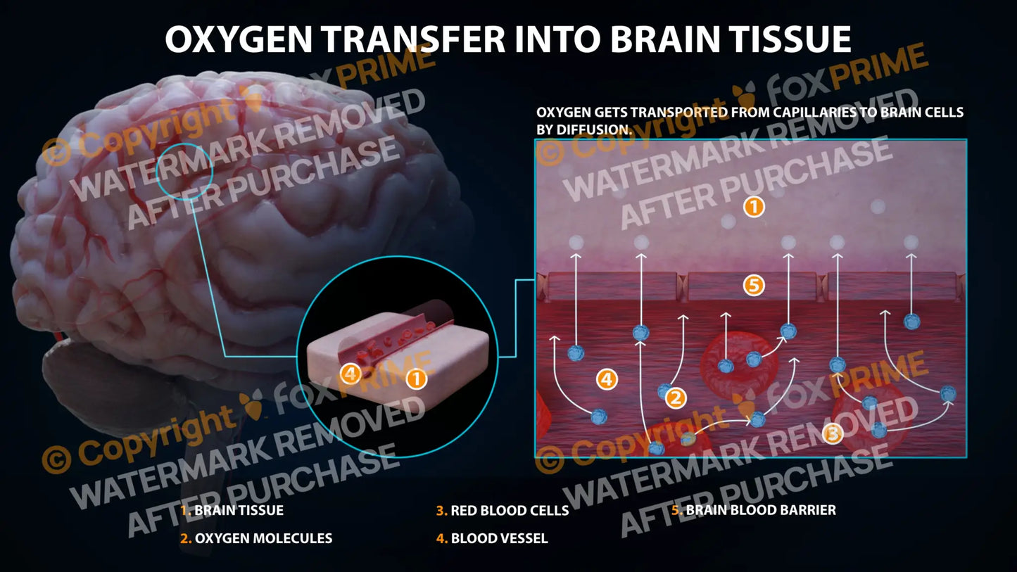 Oxygen Transfer Into Brain Tissue Still Shot
