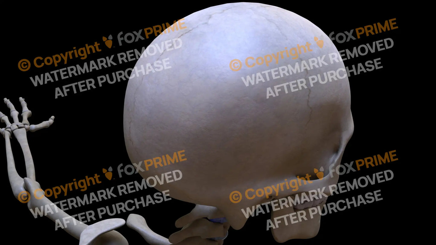 Parietal Bone 1 (Right) Still Shot