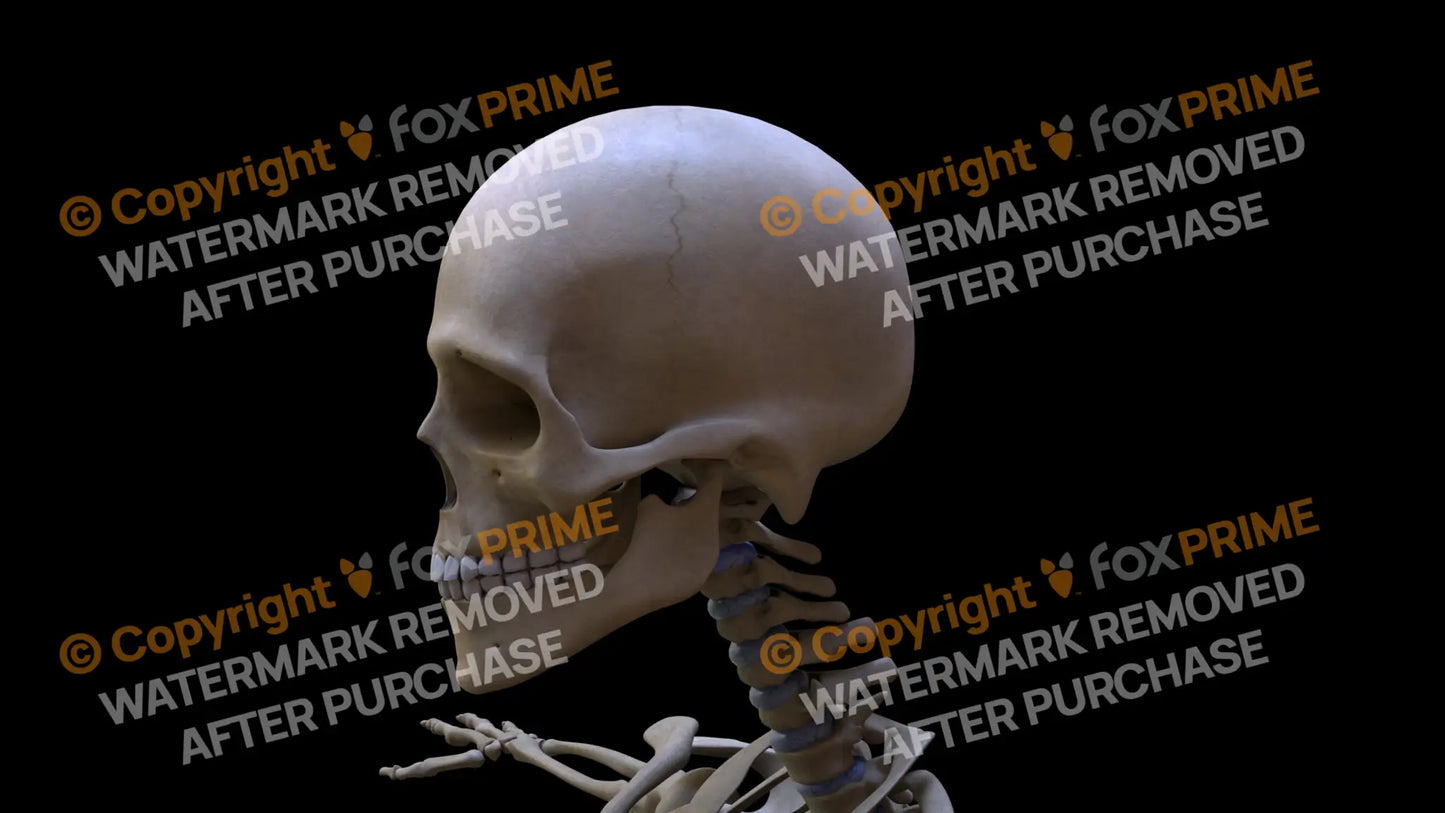 Parietal Bone 2 (Left) Still Shot
