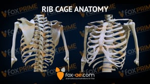 Rib Cage Anatomy Bones (Animation)