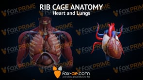 Rib Cage Anatomy Heart and Lungs (Animation)