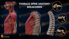 Spine Thoracic Anatomy (Animation)