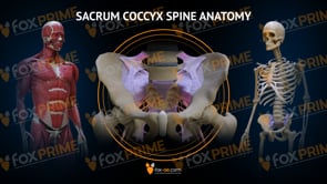 Sacrum Coccyx Anatomy (Animation)