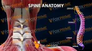 Spine Anatomy (Animation)