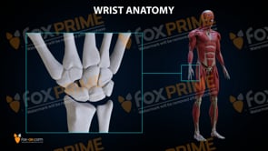 Wrist Bones Anatomy (Animation)