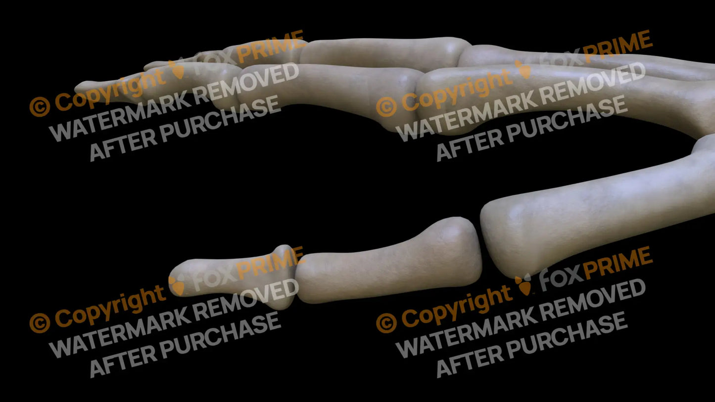 Proximal Phalange 01 (Right) Still Shot