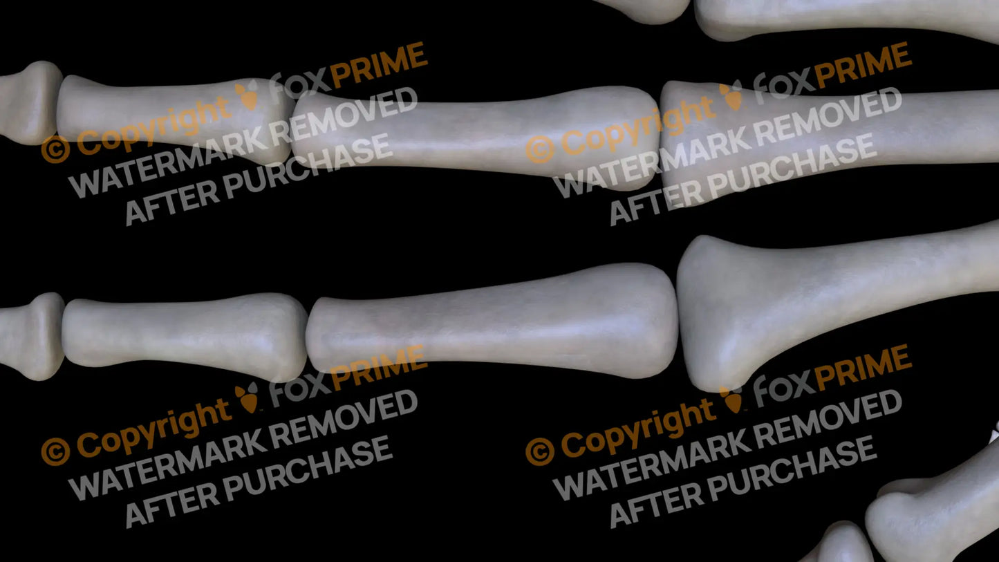 Proximal Phalange 02 (Right) Still Shot