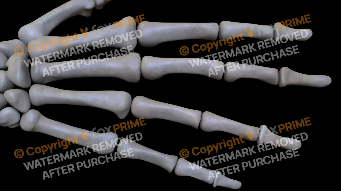 Proximal Phalange 04 (Right) Still Shot
