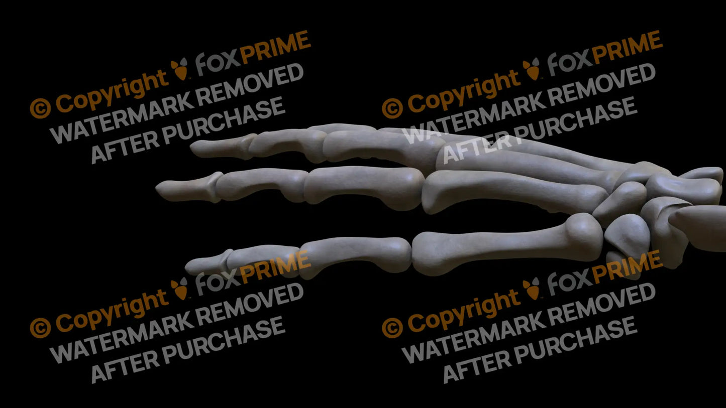 Proximal Phalange 05 (Left) Still Shot