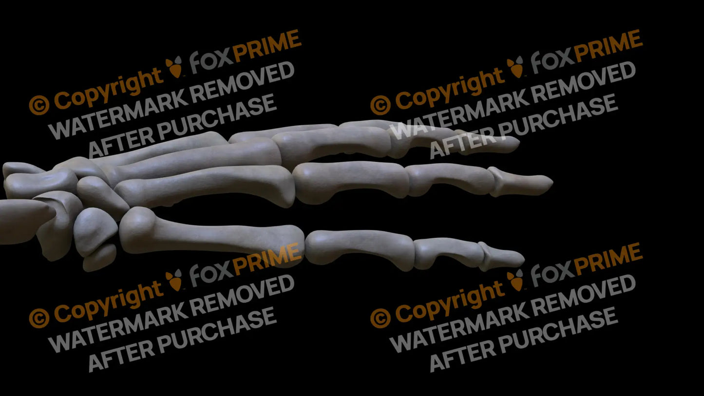Proximal Phalange 05 (Right) Still Shot