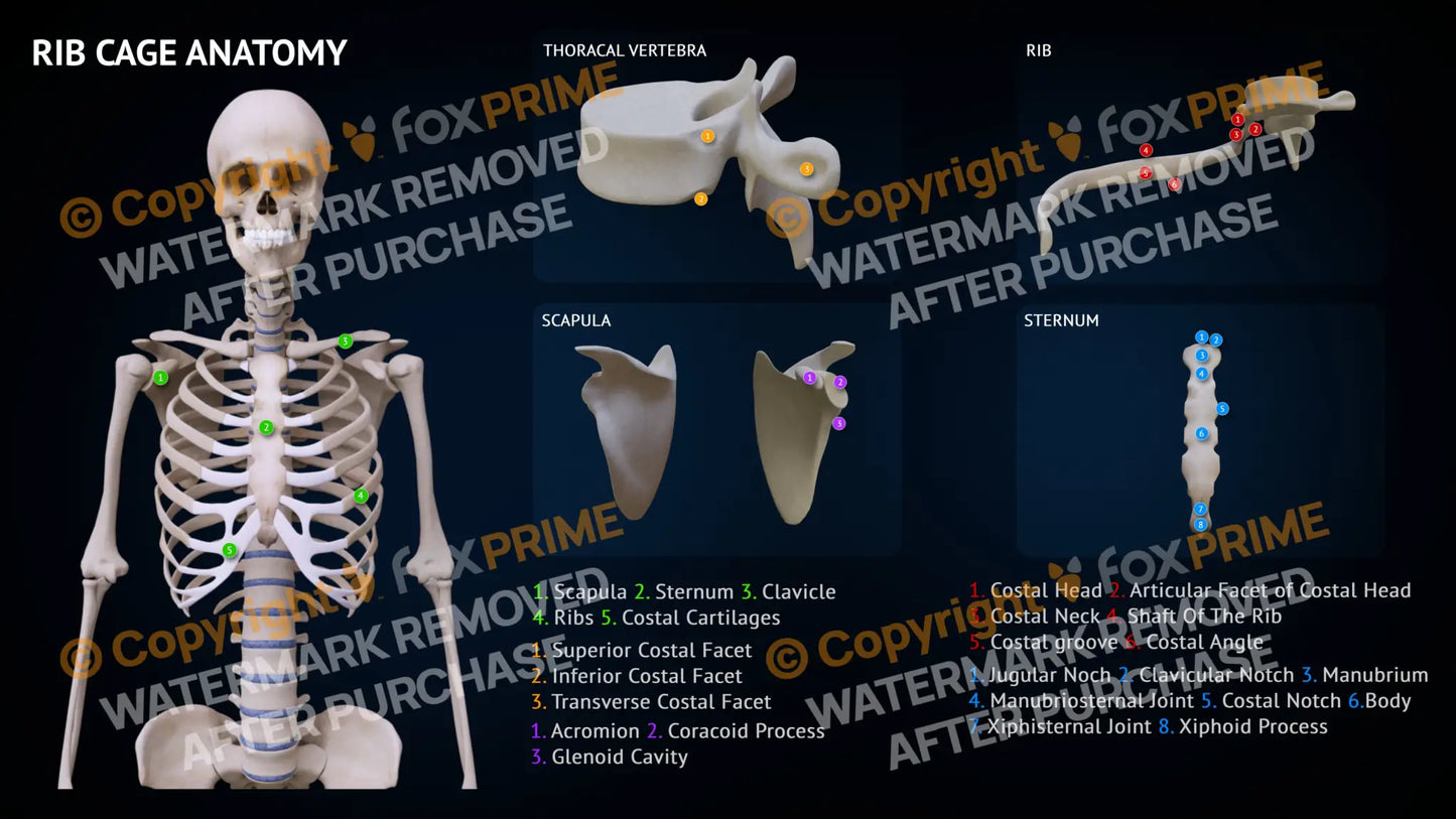 Rib Cage Anatomy Bones Still Shot