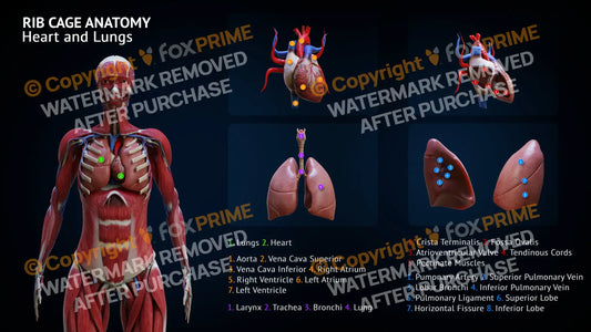 Rib Cage Anatomy Heart And Lungs Single Use / Female Still Shot