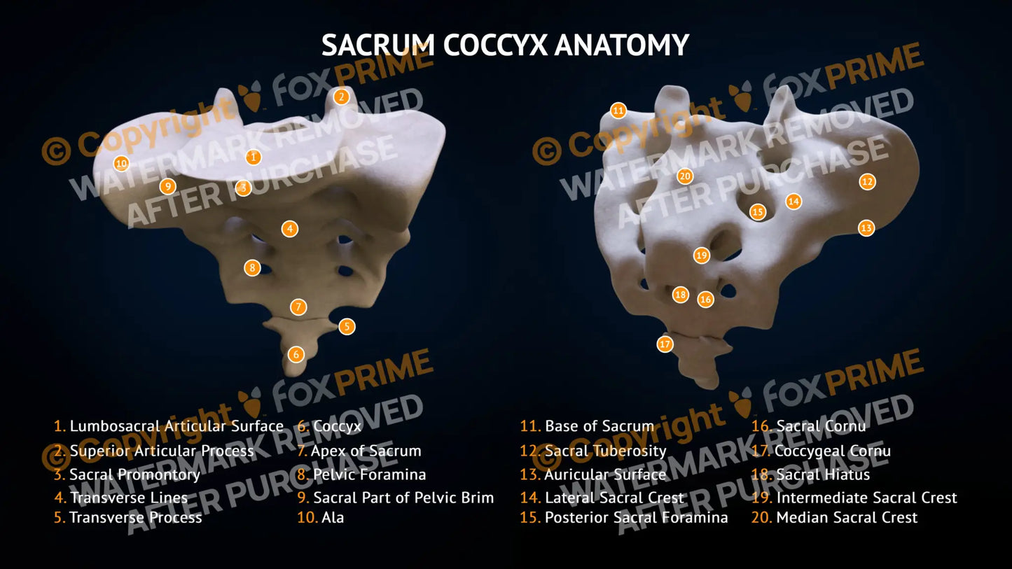 Sacrum Coccyx Bone Anatomy Still Shot