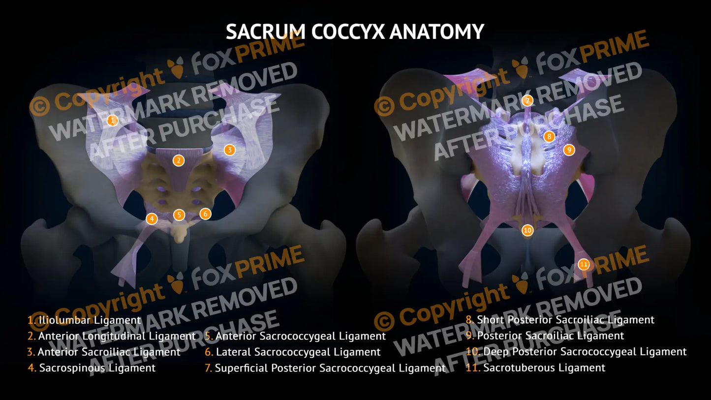 Sacrum Coccyx Ligaments Anatomy Still Shot