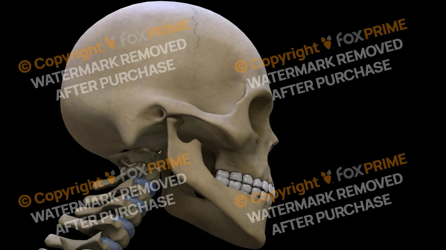 Sphenoid Bone (Right) Still Shot