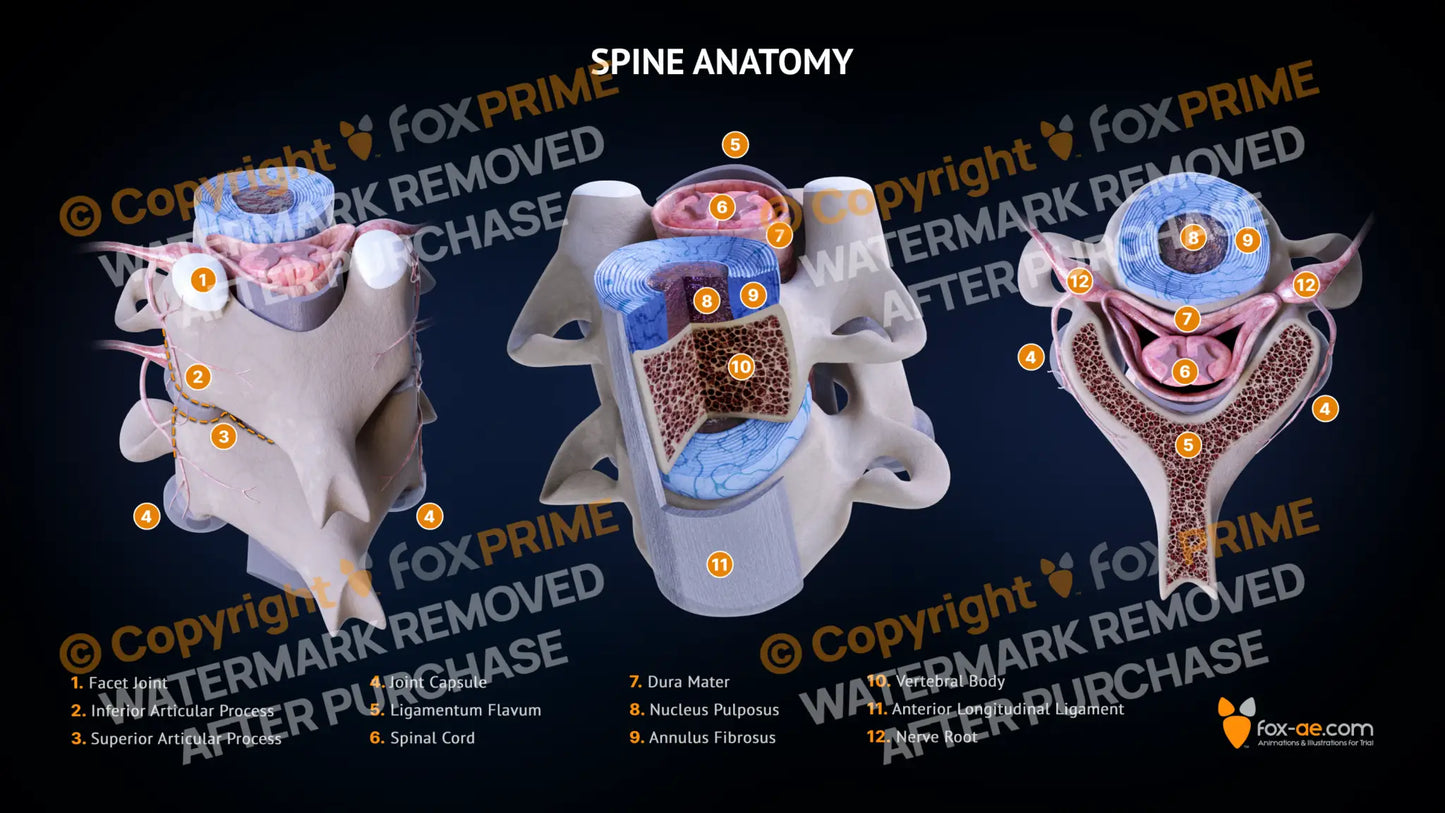 Spinal Vertebra Anatomy Still Shot