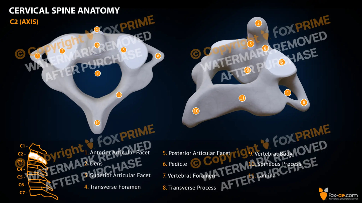 Spine Cervical Anatomy C2 Still Shot