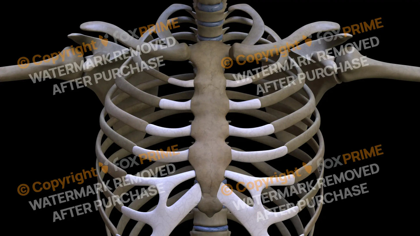 Sternum 2 Still Shot