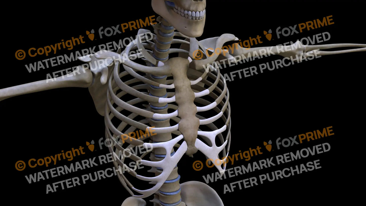 Sternum 3 (Right) Still Shot