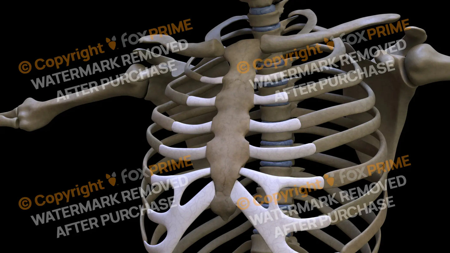 Sternum 4 (Left) Still Shot