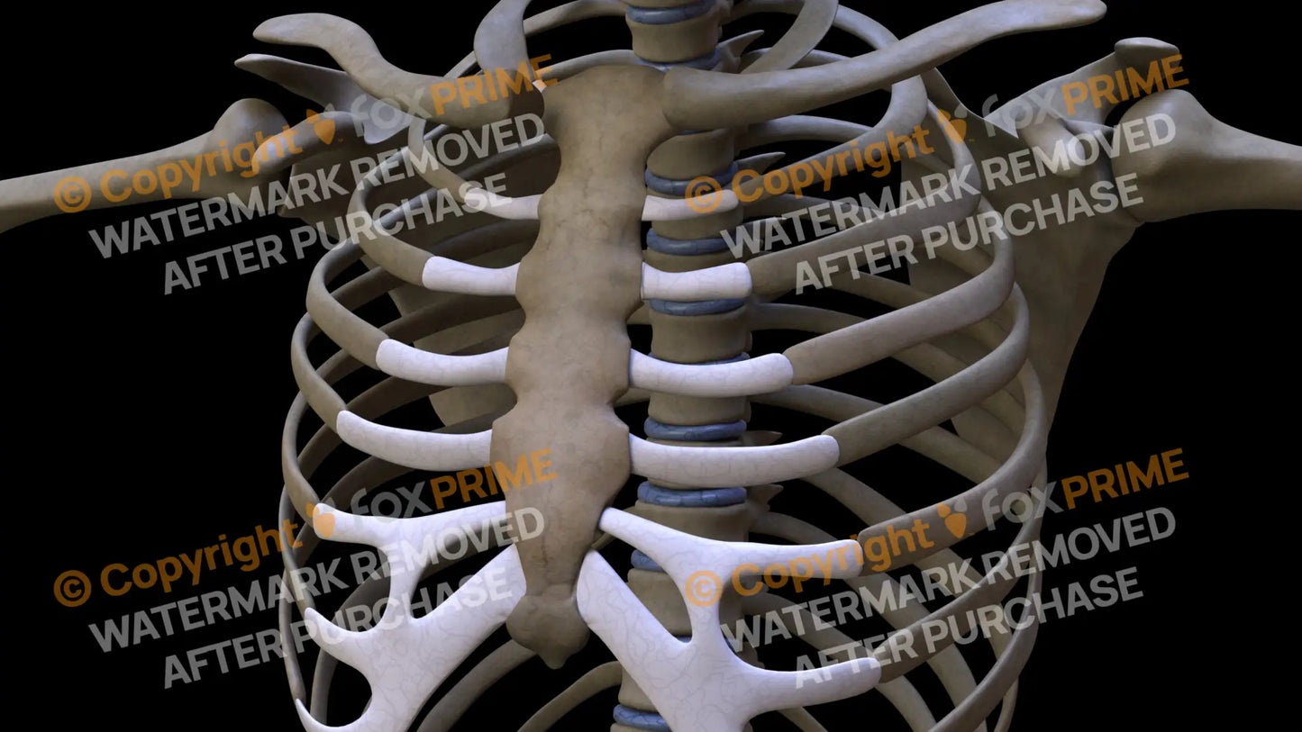 Sternum (Left) Still Shot