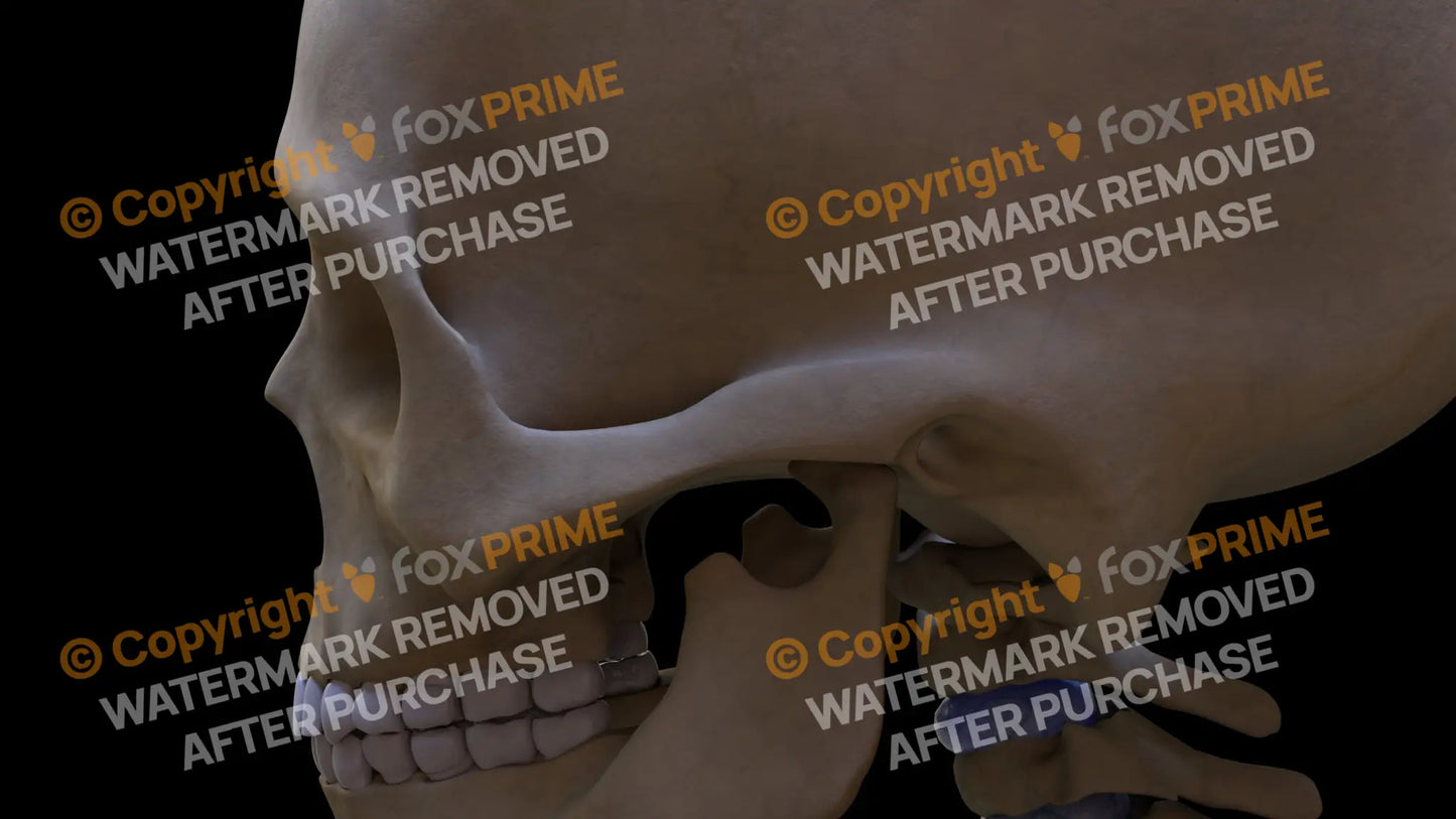 Temporal Bone 1 (Left) Still Shot