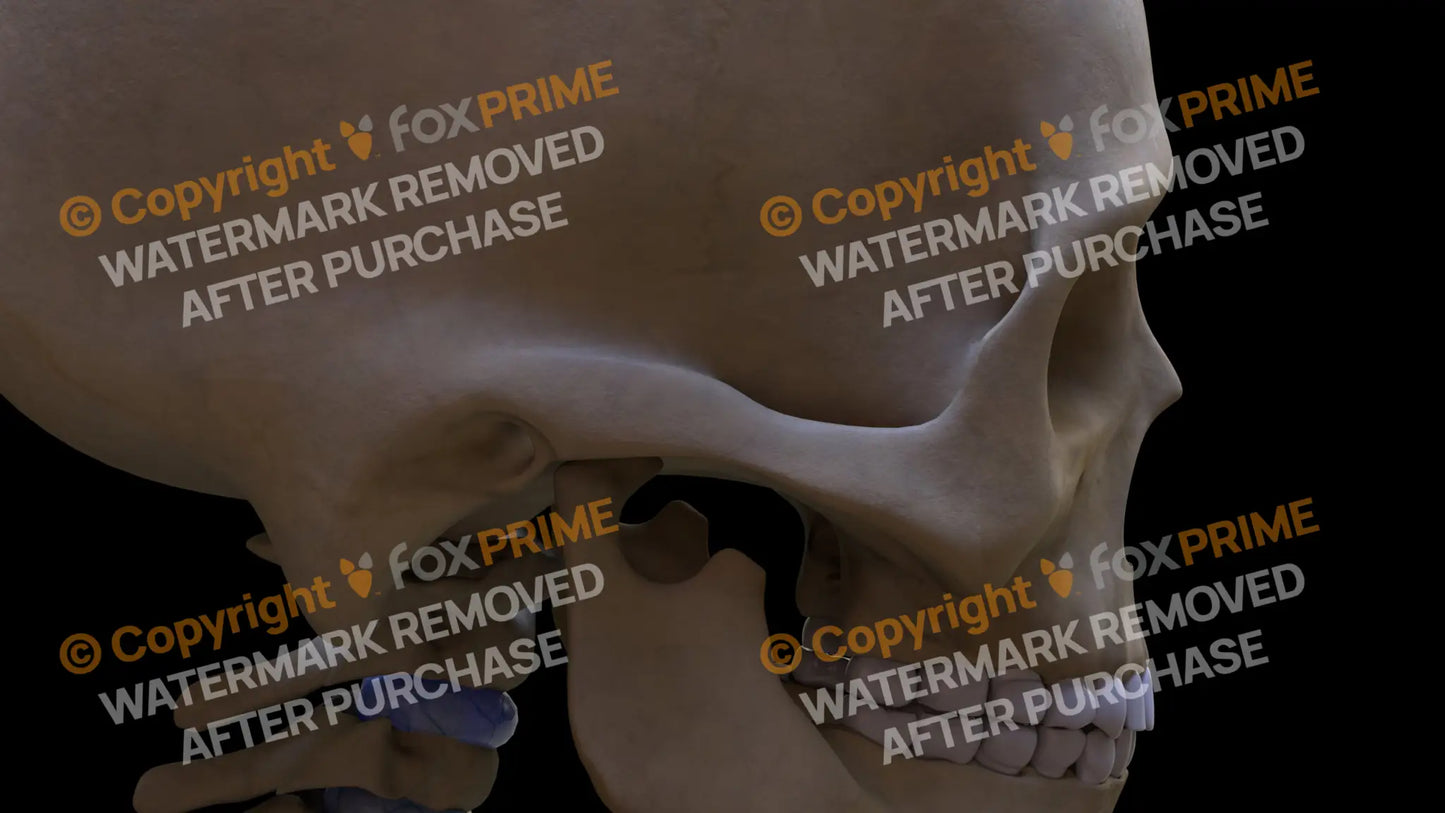 Temporal Bone 1 (Right) Still Shot