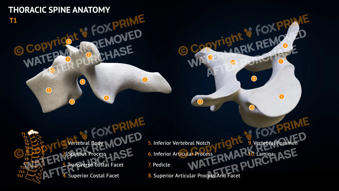 Thoracic Spine Anatomy T1 Still Shot