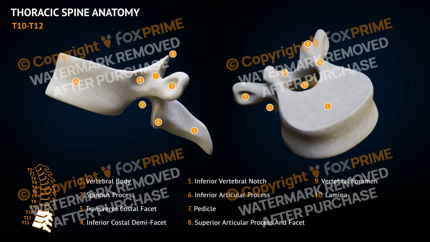 Thoracic Spine Anatomy T10-T12 Still Shot
