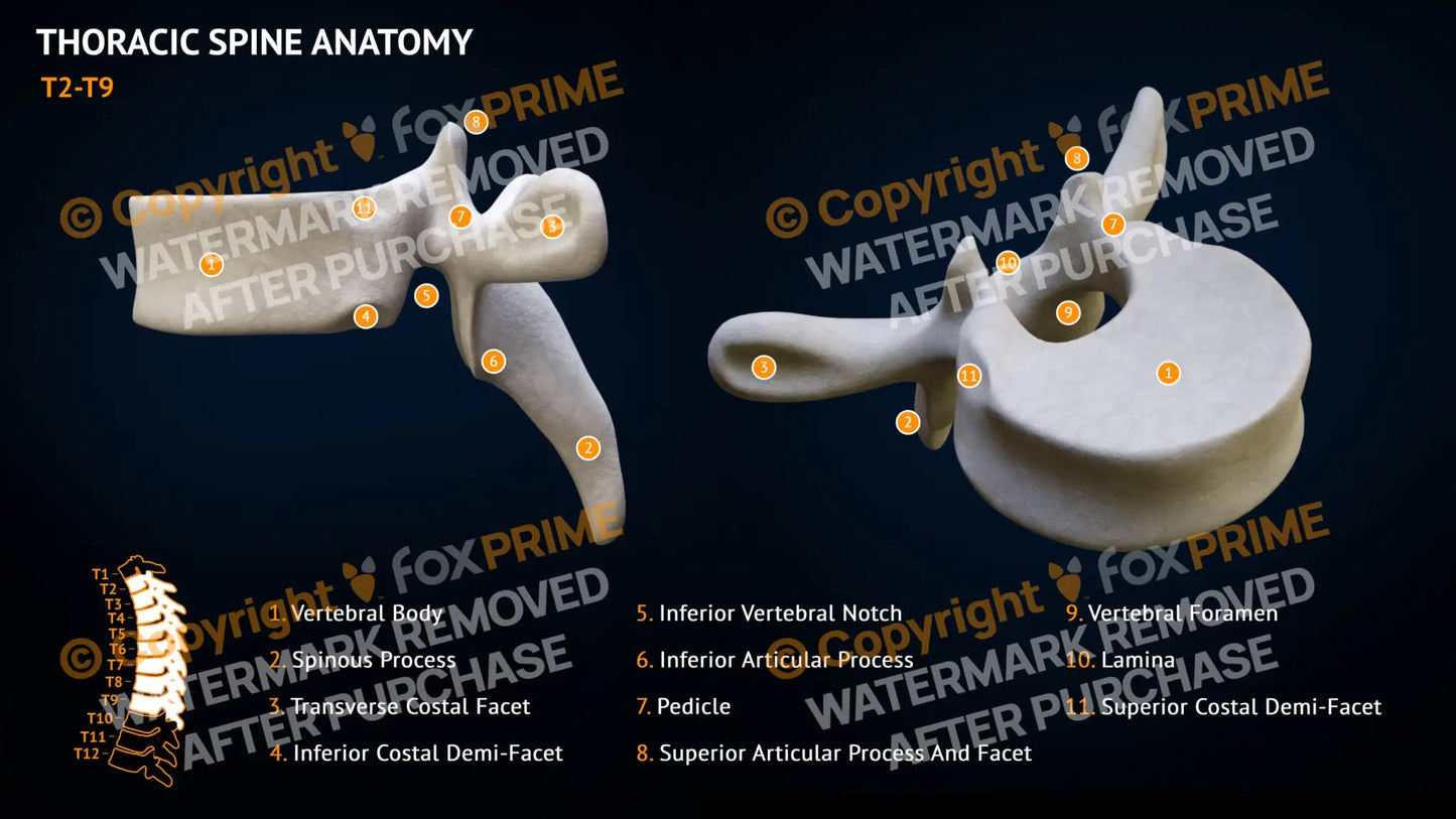 Thoracic Spine Anatomy T2-T9 Still Shot