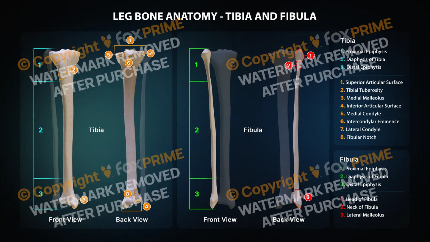 Tibia and Fibula Anatomy Still Shot