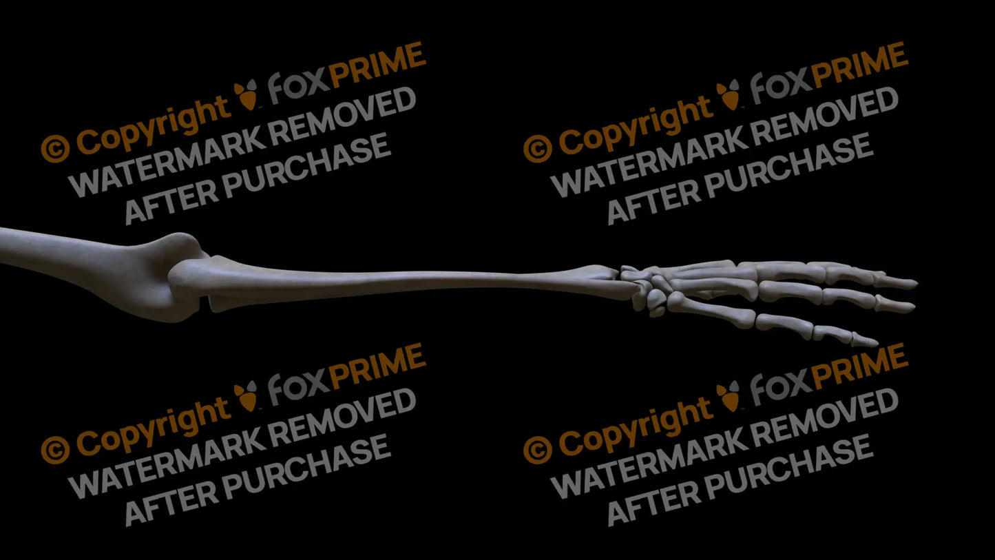 Ulna 2 (Right) Still Shot
