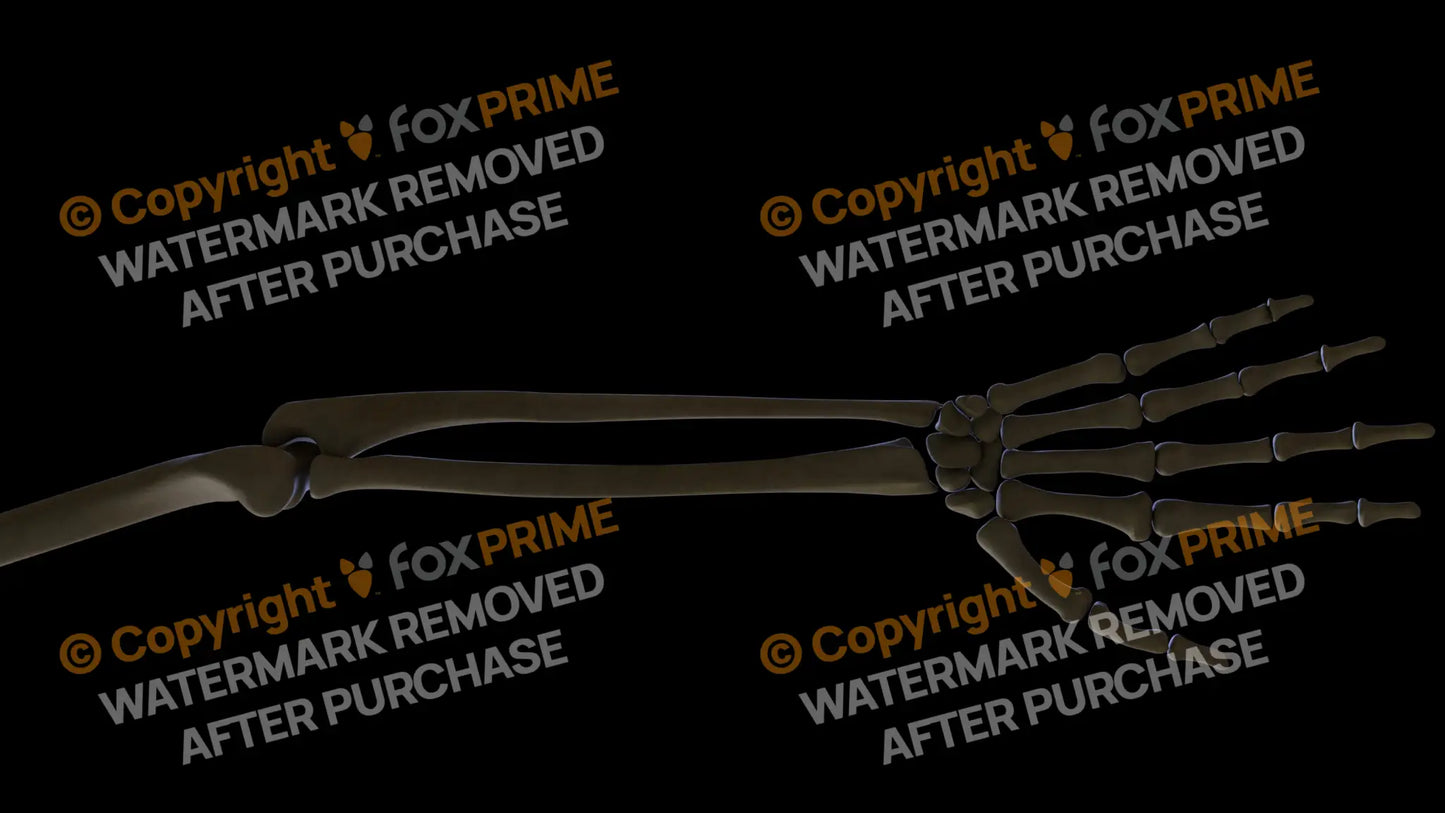 Ulna 3 (Right) Still Shot