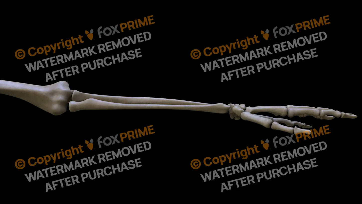 Ulna 4 (Left) Still Shot