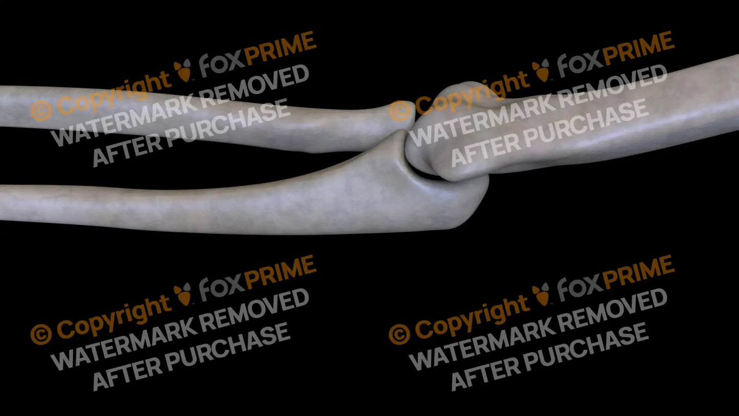 Ulna 5 (Left) Still Shot