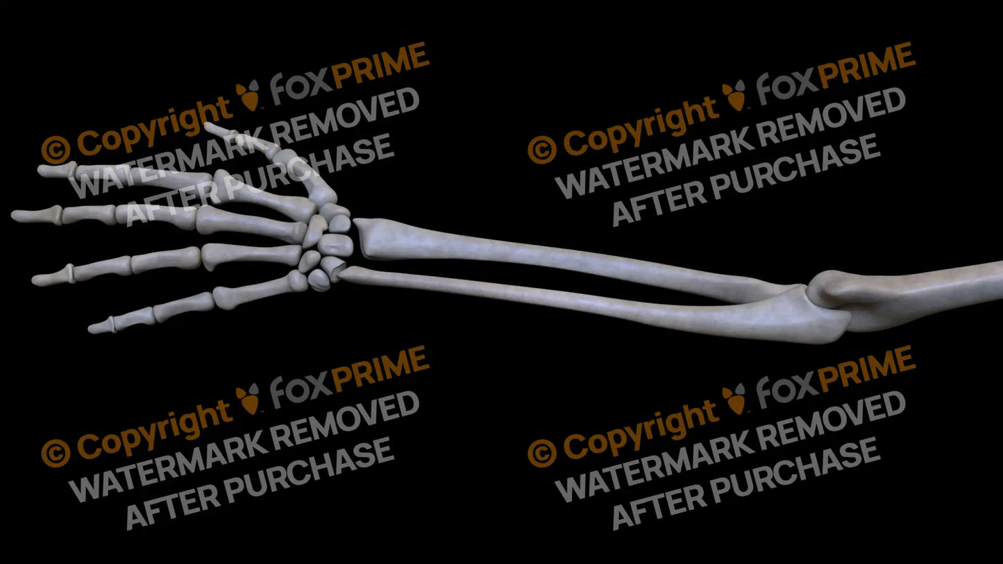 Ulna 6 (Left) Still Shot