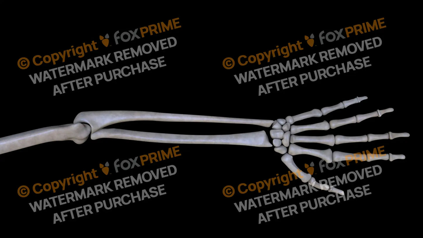 Ulna (Left) Still Shot