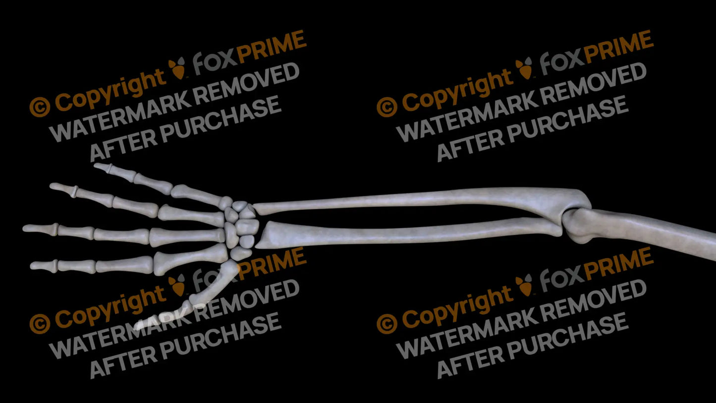 Ulna (Right) Still Shot