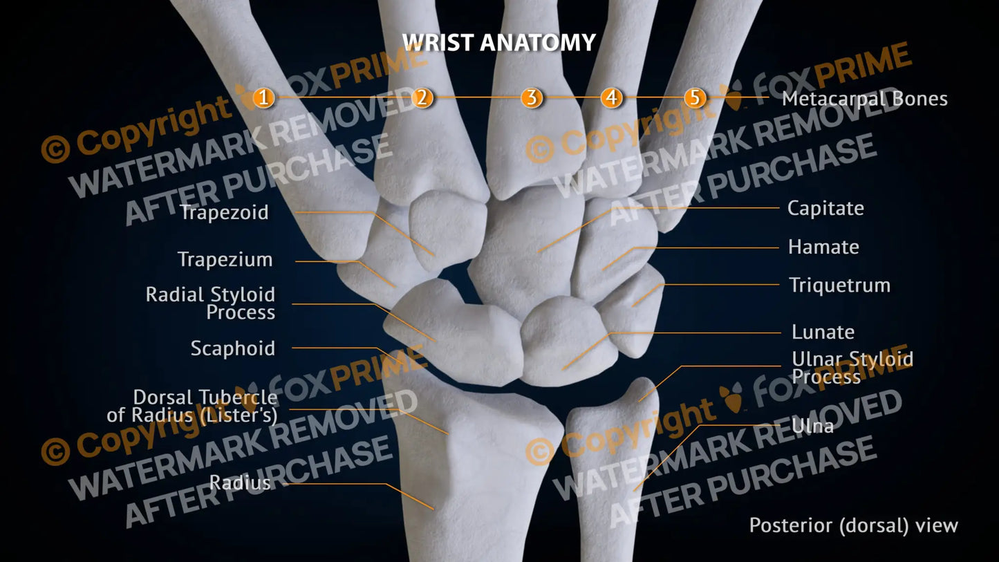 Wrist Bones Still Shot