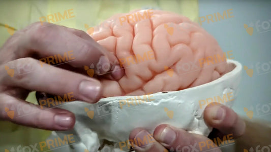 3D Physical Brain And Skull Model