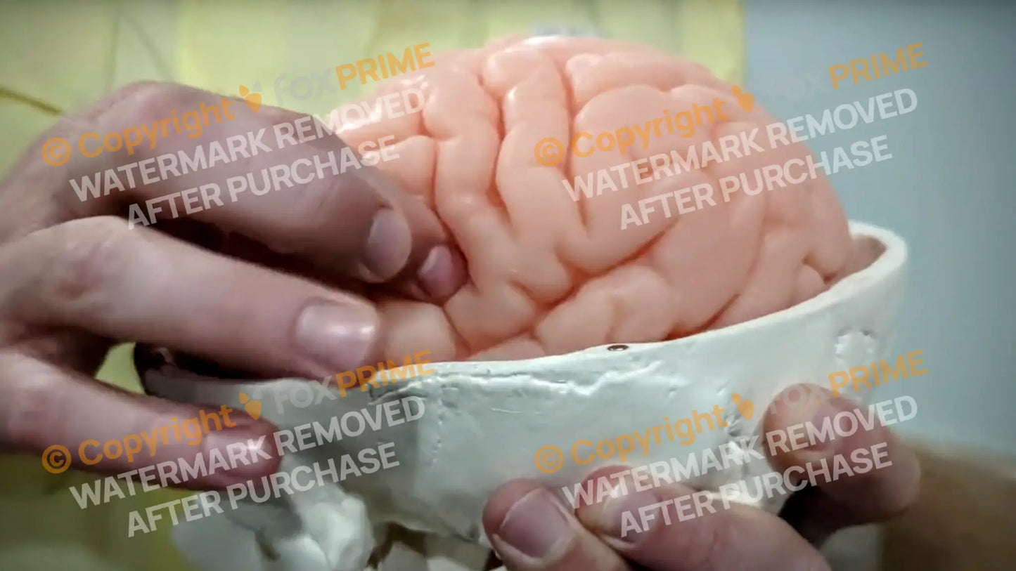 3D Physical Brain And Skull Model