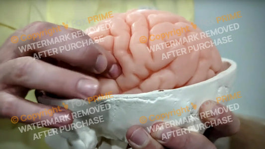 3D Physical Brain And Skull Model