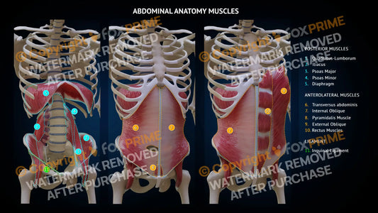 Abdominal Muscles Still Shot