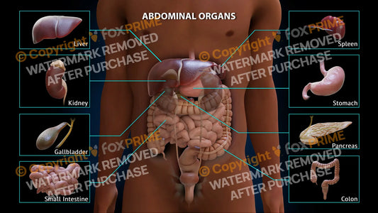 Abdominal Organs Single Use / Male / Dark Still Shot